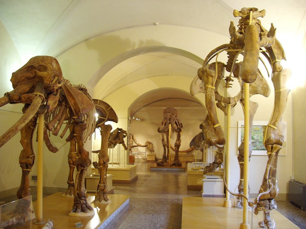 Museo di Storia Naturale di Firenze, Sezione di Geologia e Paleontologia, Florence, Italy. Fossil skeletons of early elephant