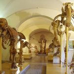Museo di Storia Naturale di Firenze, Sezione di Geologia e Paleontologia, Florence, Italy. Fossil skeletons of early elephant