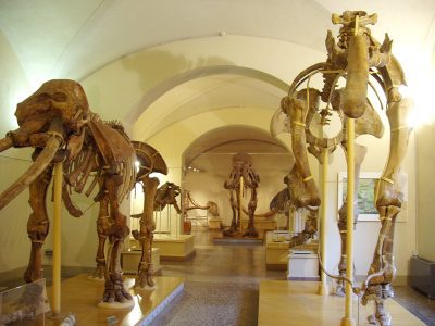 Museo di Storia Naturale di Firenze, Sezione di Geologia e Paleontologia, Florence, Italy. Fossil skeletons of early elephant