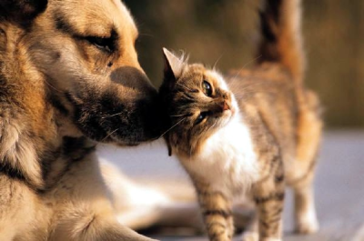 ProPatinhas chega para mudar o destino dos pets