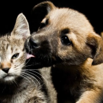 Programa nacional oferece identificação, cuidados e políticas públicas para cães e gatos, marcando um avanço ético e gratuito na proteção animal.