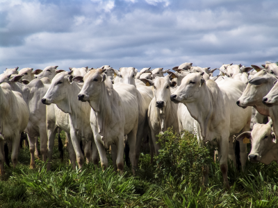 Cooperação agropecuária Brasil e Tailândia