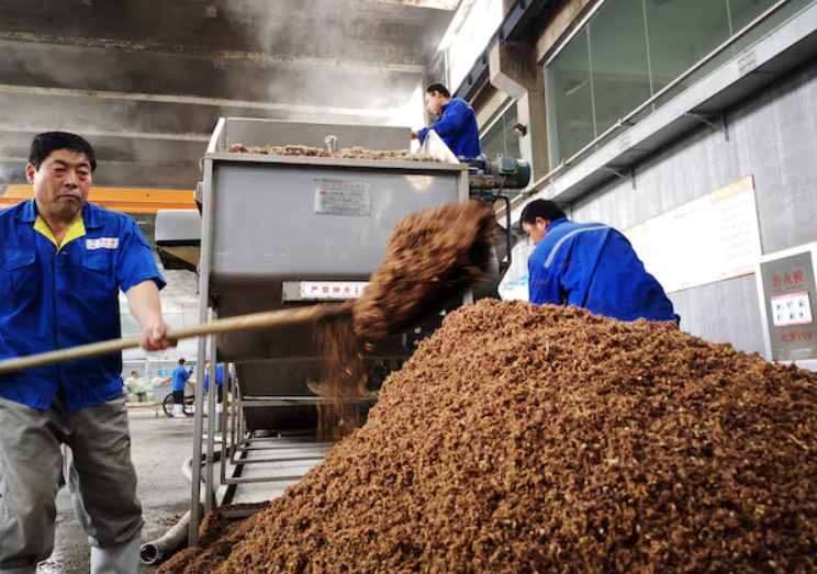 A China autoriza importações de sorgo do Brasil, oferecendo alternativa ao fornecimento norte-americano e abrindo novas oportunidades para produtores.