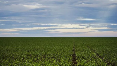 Indústrias da soja rompem acordo contra desmatamento