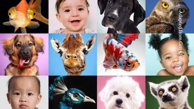 Composição de imagens de bebês, cães e animais diversos para ilustrar reportagem sobre psicologia. (Foto: nature.com)