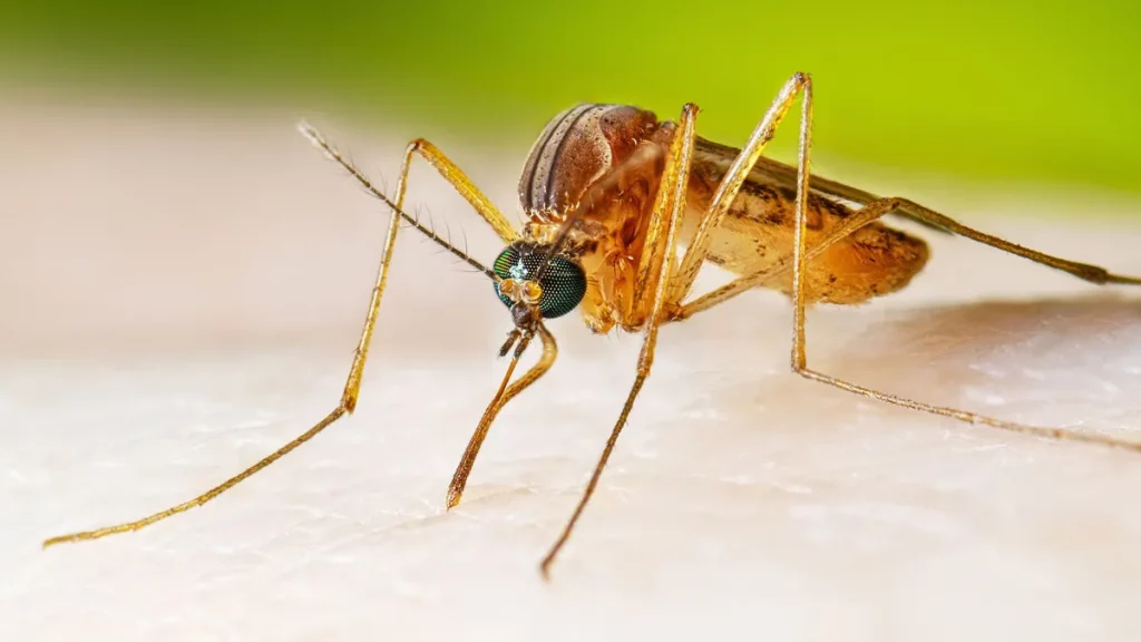Mosquito infectado com Wolbachia em close-up, ilustrando projeto de controle da população de insetos. (Foto: livescience.com)