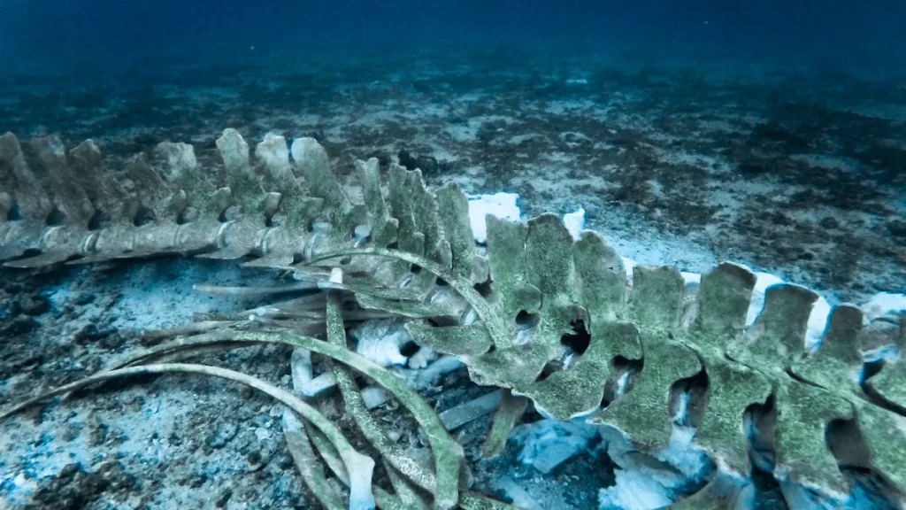 Esqueleto de baleia repousa no fundo do oceano, em localidade não identificada. (Foto: vice.com)