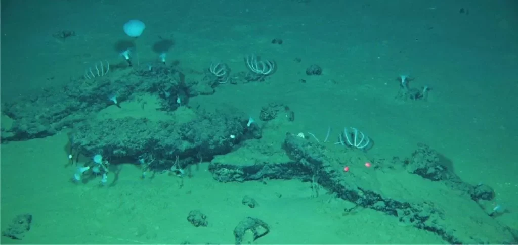 Imagens subaquáticas mostram estruturas e organismos em fundo oceânico, possivelmente parte de necrópole submarina. (Foto: 40
