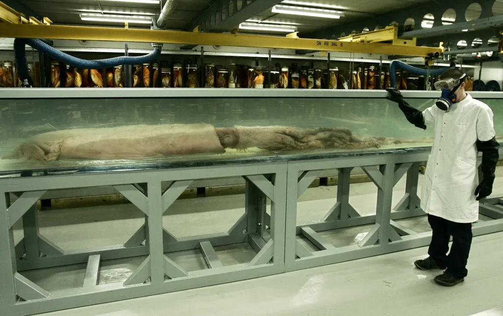 Cientista examina lula gigante em tanque de preservação. (Foto: natureworldnews.com)