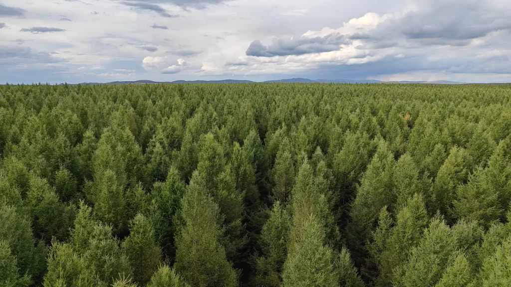 Vista aérea de uma floresta densa com árvores verdes sob céu nublado. (Foto: phys.org)