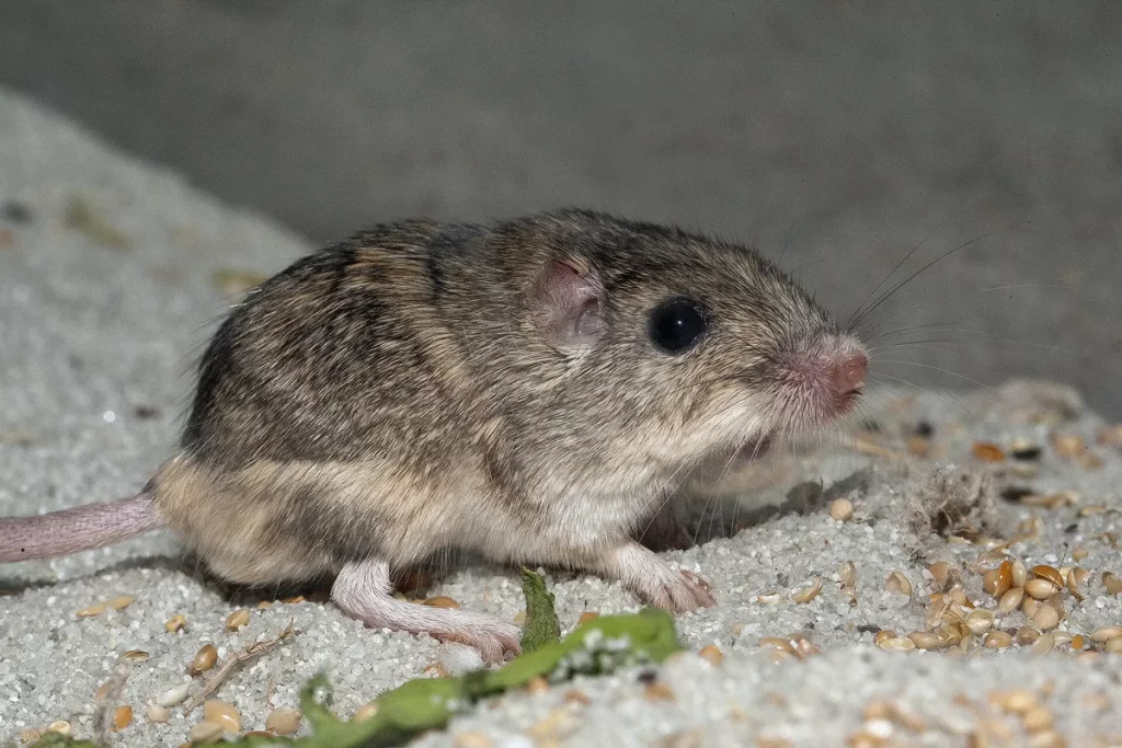 Rato de espécie ameaçada caminha sobre areia com sementes. (Foto: phys.org)