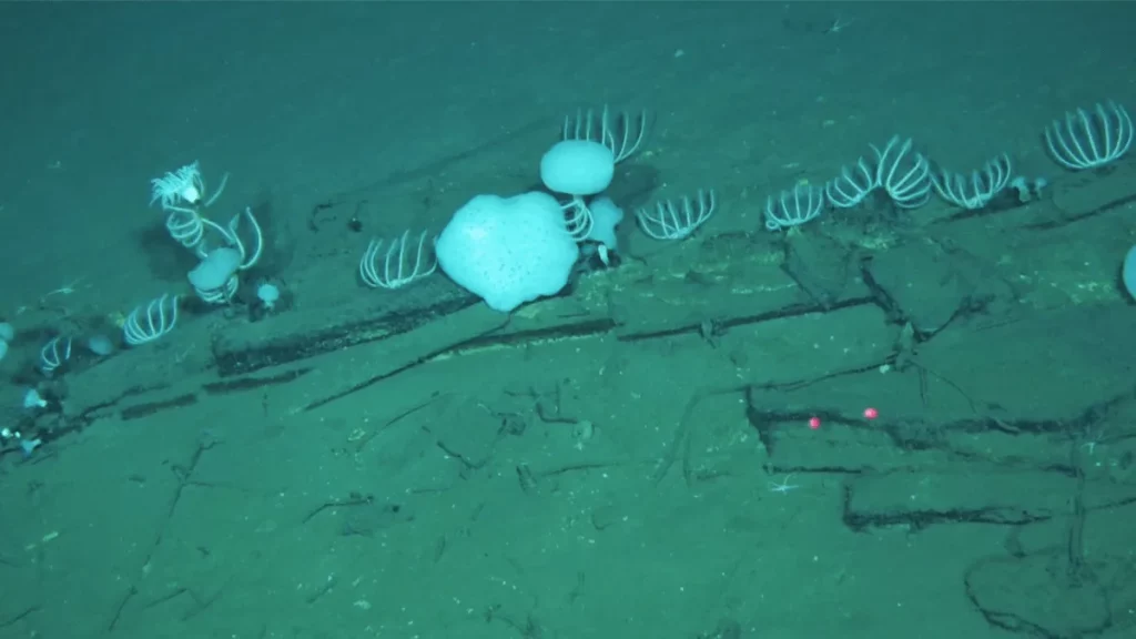 Vídeo mostra ecossistema marinho no fundo do Oceano Índico, com organismos vivos em estruturas que lembram ossadas. (Foto: ww