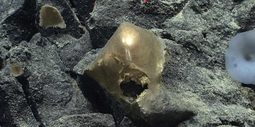 Esfera dourada encontrada em fundo oceânico rochoso, objeto de estudo científico. (Foto: popularmechanics.com)