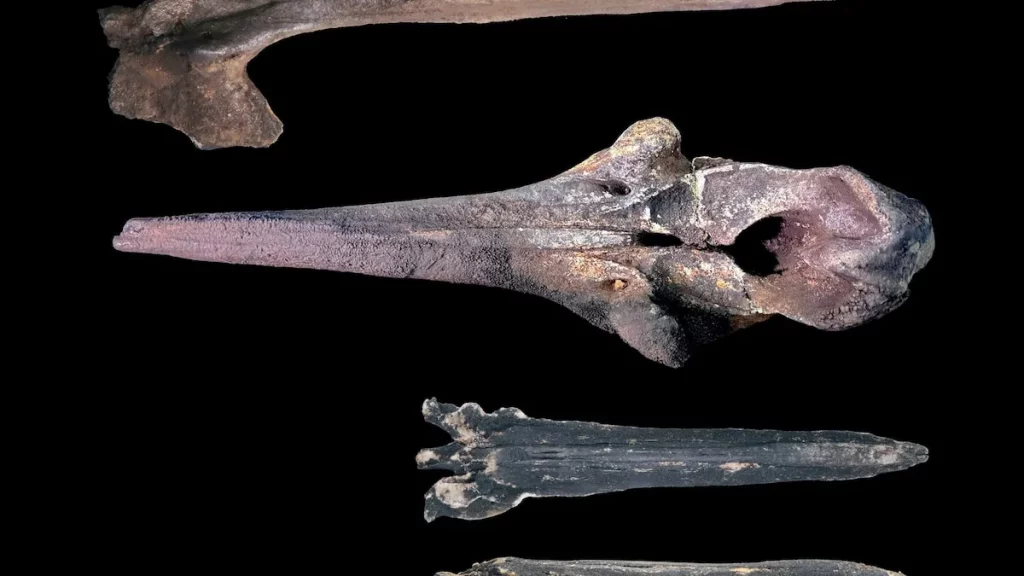 Esqueletos de baleias encontrados em abismo oceânico ao largo da Austrália. (Foto: nationalgeographic.com)
