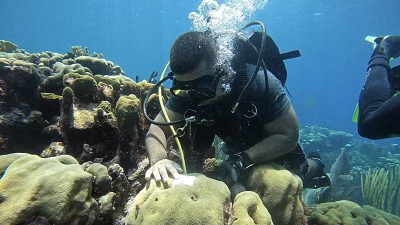 Um mergulhador inspeciona corais em recife subaquático. (Foto: phys.org)