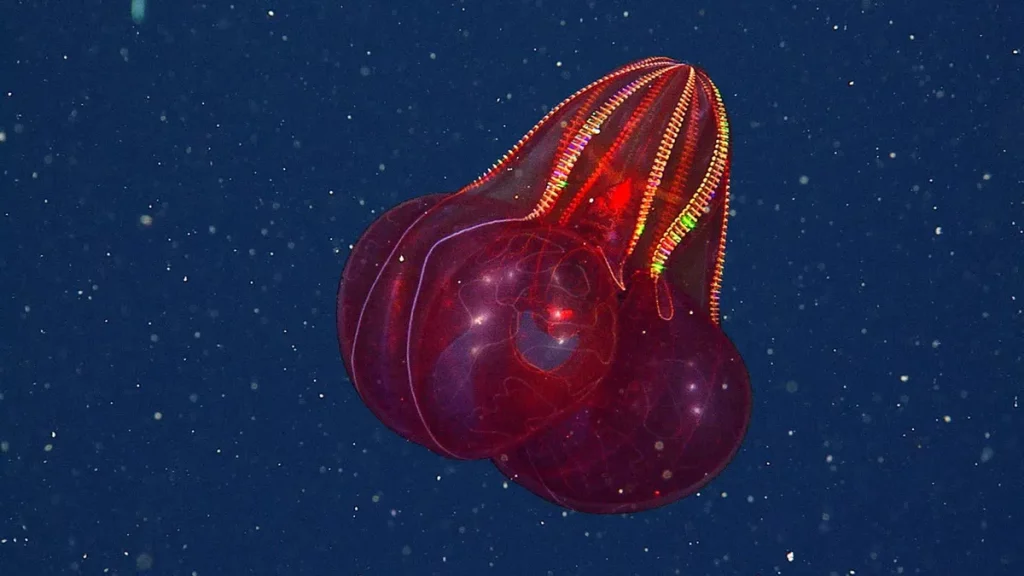 Comb jelly com estômago sangrento flutua no fundo do oceano, exibindo brilho iridescente. (Foto: thecooldown.com)