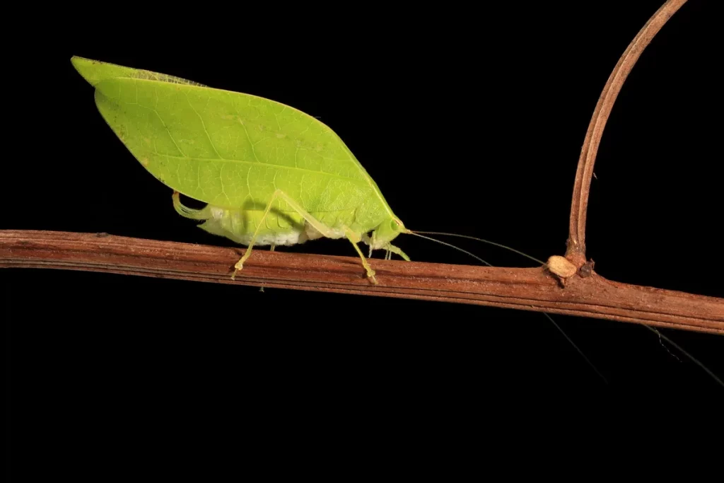 Inseto camuflado como folha repousa em galho, ilustrando adaptação para atrair fêmeas. (Foto: phys.org)