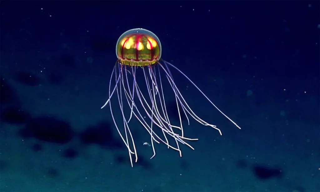 Medusa com bioluminescência flutua nas águas profundas do oceano. (Foto: earth.com)