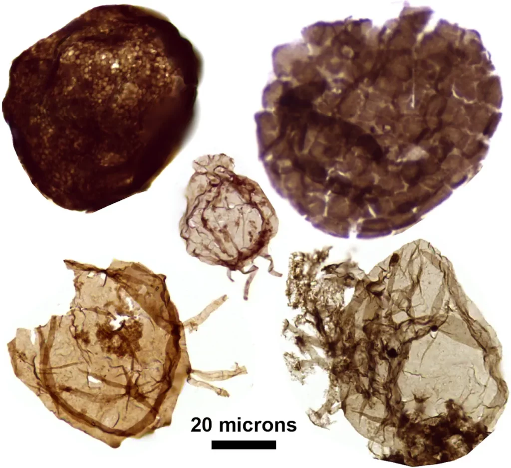 Fósseis microscópicos de 1,7 bilhão de anos exibem estruturas celulares em detalhe. (Foto: scitechdaily.com)