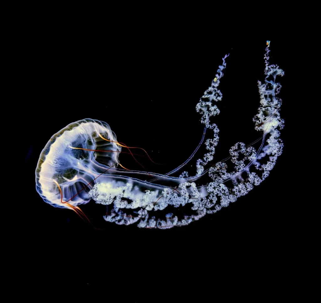 Medusa fotografa no fundo do oceano, ilustrando a biodiversidade marinha. (Foto: earth.com)