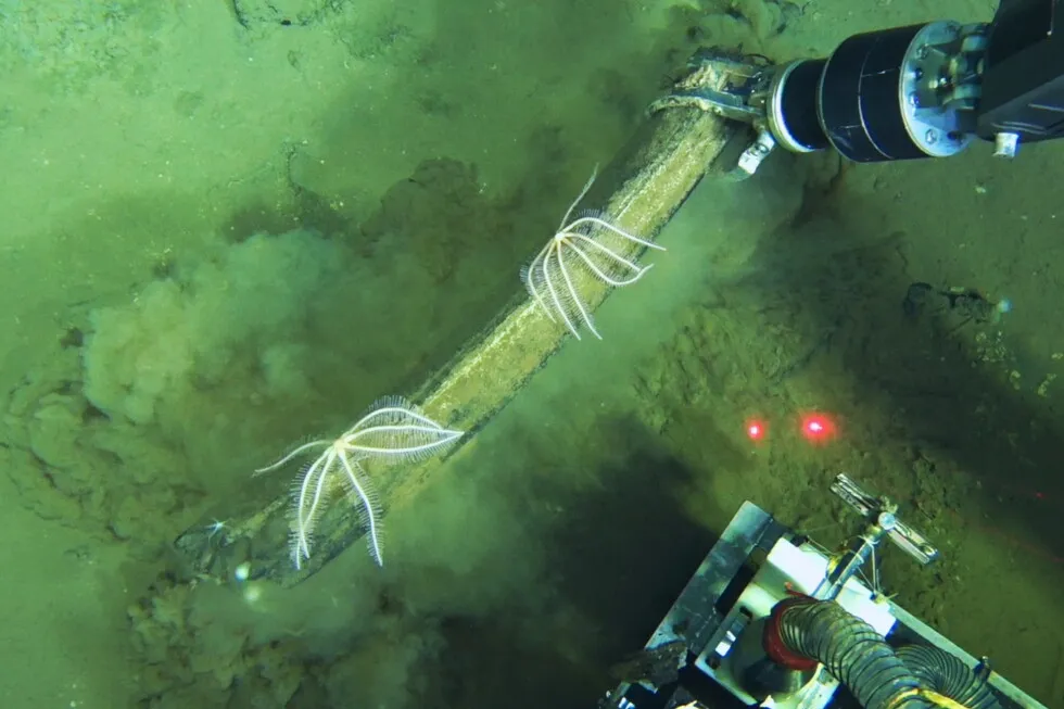 Tubeworms e estrelas-do-mar se alimentam de um esqueleto de baleia no fundo do Oceano Índico. (Foto: apnews.com)