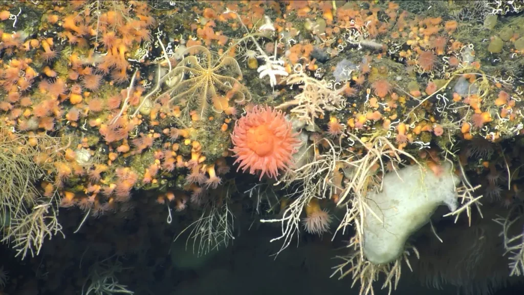 Vasta biodiversidade marinha, incluindo anêmonas e corais, é registrada no fundo do oceano Ártico. (Foto: oceanographicmagazi