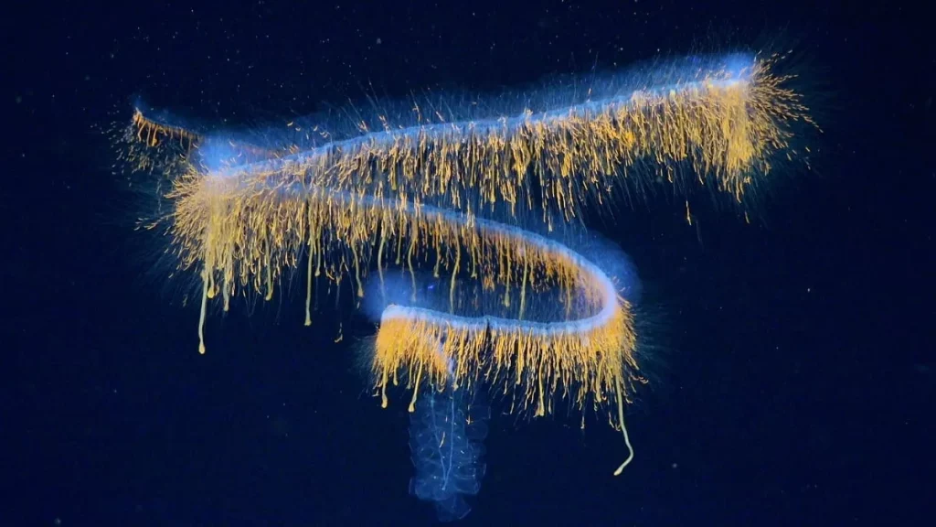 Cnidário com tentáculos amarelados flutua nas águas profundas do Oceano Atlântico Sul. (Foto: sciencealert.com)