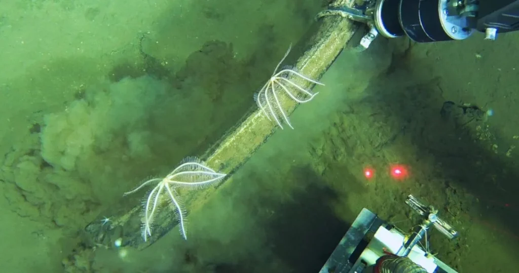 Estrelas-do-mar e equipamento submerso são observados no fundo do oceano, próximo a uma necrópole de baleias. (Foto: www.cbsn