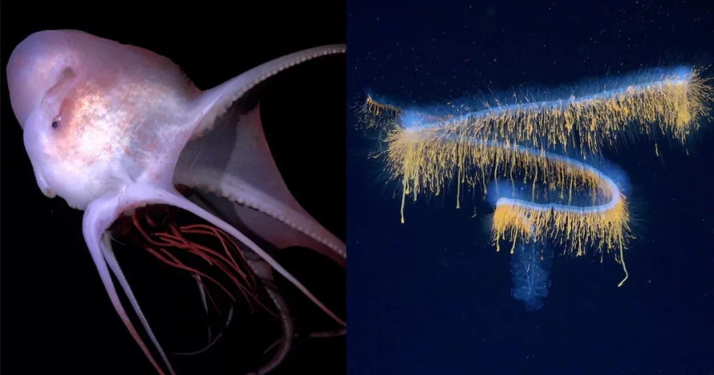 Cientistas fotografam novas criaturas marinhas no Atlântico Sul, incluindo um polvo e uma medusa. (Foto: petapixel.com)